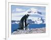 Mother and baby gentoo penguins-Kevin Schafer-Framed Photographic Print