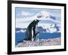 Mother and baby gentoo penguins-Kevin Schafer-Framed Photographic Print