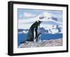 Mother and baby gentoo penguins-Kevin Schafer-Framed Photographic Print