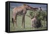 Mother and Baby Giraffe Grazing Together-DLILLC-Framed Stretched Canvas