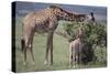 Mother and Baby Giraffe Grazing Together-DLILLC-Stretched Canvas