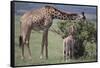 Mother and Baby Giraffe Grazing Together-DLILLC-Framed Stretched Canvas