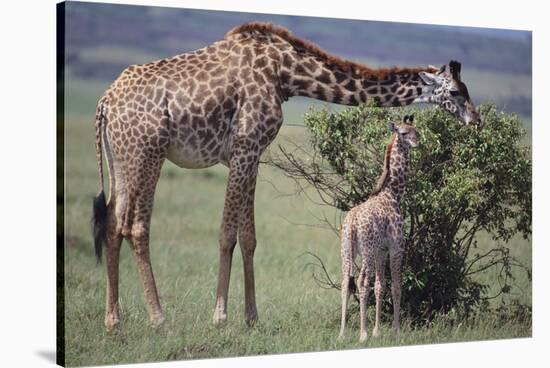 Mother and Baby Giraffe Grazing Together-DLILLC-Stretched Canvas