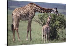 Mother and Baby Giraffe Grazing Together-DLILLC-Stretched Canvas