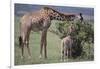 Mother and Baby Giraffe Grazing Together-DLILLC-Framed Photographic Print