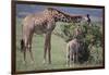 Mother and Baby Giraffe Grazing Together-DLILLC-Framed Photographic Print