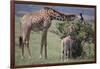 Mother and Baby Giraffe Grazing Together-DLILLC-Framed Photographic Print