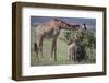 Mother and Baby Giraffe Grazing Together-DLILLC-Framed Photographic Print