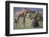Mother and Baby Giraffe Grazing Together-DLILLC-Framed Photographic Print