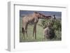 Mother and Baby Giraffe Grazing Together-DLILLC-Framed Photographic Print