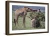 Mother and Baby Giraffe Grazing Together-DLILLC-Framed Photographic Print