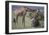 Mother and Baby Giraffe Grazing Together-DLILLC-Framed Photographic Print