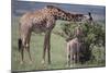 Mother and Baby Giraffe Grazing Together-DLILLC-Mounted Photographic Print