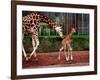 Mother and Baby Giraffe Making Its First Public Appearance at Edinburgh Zoo, January 1998-null-Framed Photographic Print