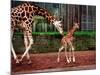 Mother and Baby Giraffe Making Its First Public Appearance at Edinburgh Zoo, January 1998-null-Mounted Photographic Print