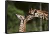 Mother and Baby Giraffe-DLILLC-Framed Stretched Canvas