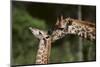 Mother and Baby Giraffe-DLILLC-Mounted Photographic Print