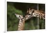 Mother and Baby Giraffe-DLILLC-Framed Photographic Print