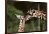 Mother and Baby Giraffe-DLILLC-Framed Photographic Print