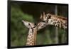 Mother and Baby Giraffe-DLILLC-Framed Photographic Print