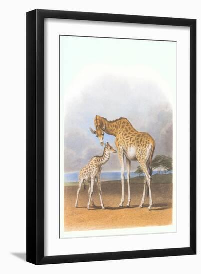 Mother and Baby Giraffe-null-Framed Art Print