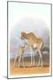 Mother and Baby Giraffe-null-Mounted Art Print