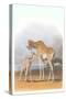 Mother and Baby Giraffe-null-Stretched Canvas