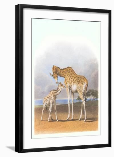 Mother and Baby Giraffe-null-Framed Art Print