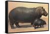 Mother and Baby Hippo-null-Framed Stretched Canvas