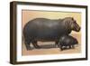 Mother and Baby Hippo-null-Framed Premium Giclee Print