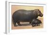 Mother and Baby Hippo-null-Framed Premium Giclee Print