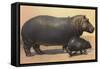 Mother and Baby Hippo-null-Framed Stretched Canvas