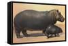 Mother and Baby Hippo-null-Framed Stretched Canvas