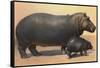 Mother and Baby Hippo-null-Framed Stretched Canvas