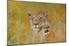 Mother and Baby I (Lions) 1995-Odile Kidd-Mounted Giclee Print