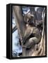 Mother and Baby Koala on Blue Gum, Kangaroo Island, Australia-Howie Garber-Framed Stretched Canvas