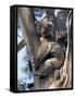 Mother and Baby Koala on Blue Gum, Kangaroo Island, Australia-Howie Garber-Framed Stretched Canvas