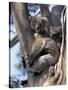 Mother and Baby Koala on Blue Gum, Kangaroo Island, Australia-Howie Garber-Stretched Canvas