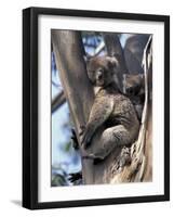 Mother and Baby Koala on Blue Gum, Kangaroo Island, Australia-Howie Garber-Framed Photographic Print