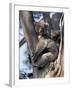 Mother and Baby Koala on Blue Gum, Kangaroo Island, Australia-Howie Garber-Framed Photographic Print