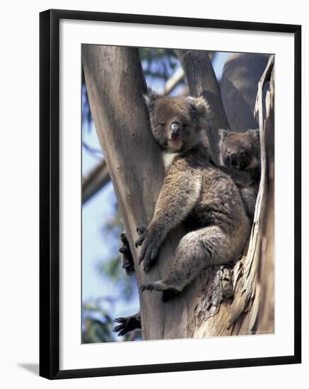 Mother and Baby Koala on Blue Gum, Kangaroo Island, Australia-Howie Garber-Framed Photographic Print
