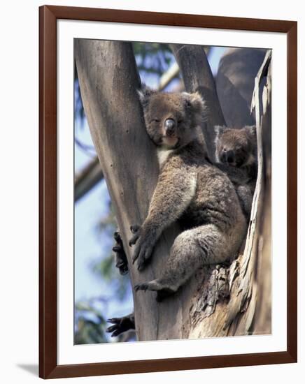 Mother and Baby Koala on Blue Gum, Kangaroo Island, Australia-Howie Garber-Framed Photographic Print