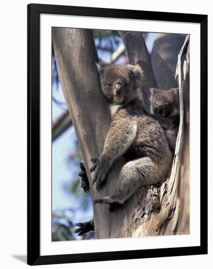 Mother and Baby Koala on Blue Gum, Kangaroo Island, Australia-Howie Garber-Framed Photographic Print