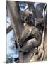 Mother and Baby Koala on Blue Gum, Kangaroo Island, Australia-Howie Garber-Mounted Photographic Print