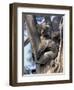 Mother and Baby Koala on Blue Gum, Kangaroo Island, Australia-Howie Garber-Framed Photographic Print