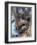 Mother and Baby Koala on Blue Gum, Kangaroo Island, Australia-Howie Garber-Framed Photographic Print