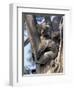 Mother and Baby Koala on Blue Gum, Kangaroo Island, Australia-Howie Garber-Framed Photographic Print