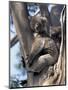 Mother and Baby Koala on Blue Gum, Kangaroo Island, Australia-Howie Garber-Mounted Photographic Print