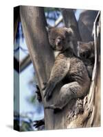 Mother and Baby Koala on Blue Gum, Kangaroo Island, Australia-Howie Garber-Stretched Canvas