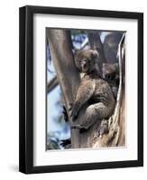 Mother and Baby Koala on Blue Gum, Kangaroo Island, Australia-Howie Garber-Framed Premium Photographic Print